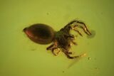 Detailed Fossil Spider (Aranea) In Baltic Amber - Jewelers Quality #102767-1
